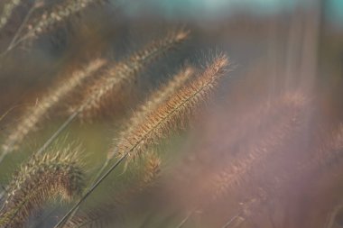 Güneş ışığında çimenlerin canlı renkleri