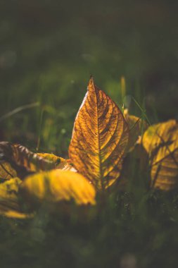 Sarı sonbahar kuşları güneş ışığıyla yeşil çimlerin üzerinde yatıyorlar.