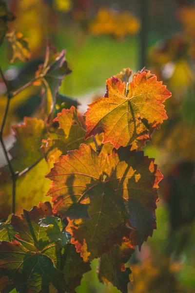 red, green and orange colors of wine in autumnal vineyard
