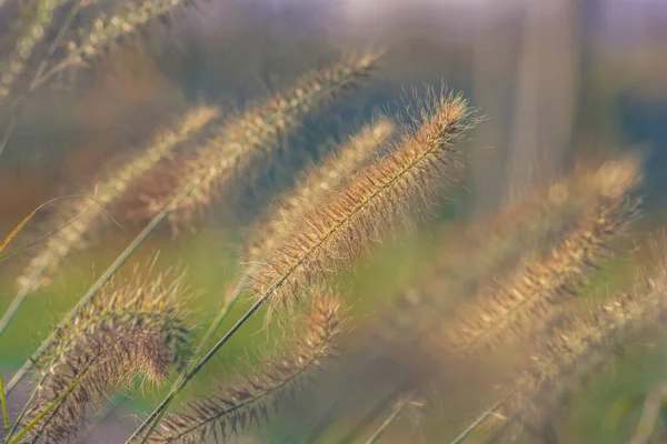 Levendige Kleuren Van Gras Het Zonlicht — Stockfoto