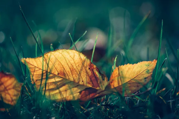 Laeves Otoñales Amarillos Que Yacen Hierba Verde Con Luz Solar — Foto de Stock