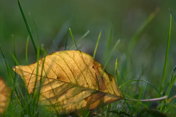 Żółte Jesienne Lawy Leżące Zielonej Trawie Światłem Słonecznym — Zdjęcie stockowe