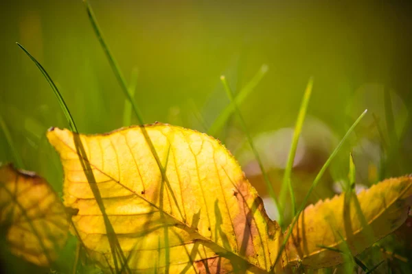 Laeves Automnaux Jaunes Couchés Dans Herbe Verte Avec Lumière Soleil — Photo