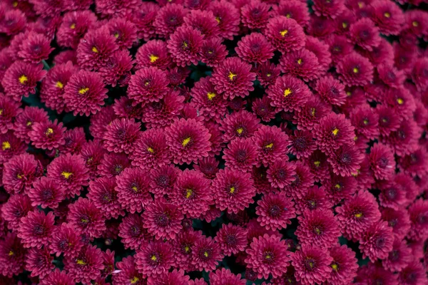 autumnal purple chrysanthemum flower background