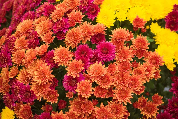 Herbstlichen Lila Und Gelben Chrysanthemen Blume Hintergrund — Stockfoto