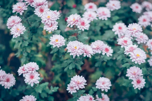 Autunno Morbido Crisantemo Fiore Sfondo — Foto Stock