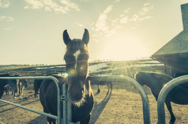 Ağılda güzel atlar