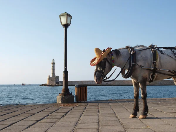 Horse in hat on sea quay with lighthouse Stock Image