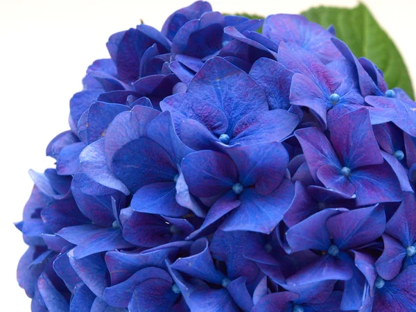 Isolierte blaue Hortensie Blume auf weißem Hintergrund Stockbild