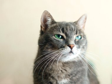 Gri kedi küçümseme ile seyir