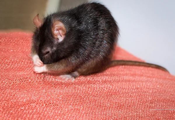 sevimli siyah sıçan kendini kucaklama