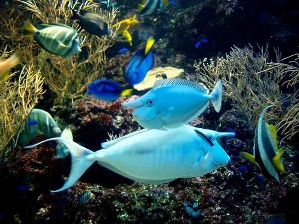 iki boynuz tropikal akvaryum balıklarla