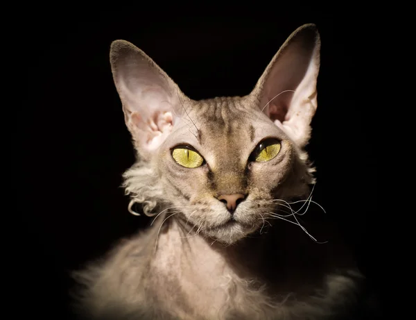 Vet kat met gele ogen op zwarte achtergrondkleur — Stockfoto
