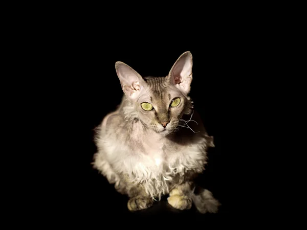 Devon rex kedi siyah artalan üzerinde