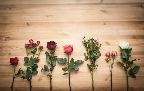 Diferentes rosas aisladas sobre fondo de madera —  Fotos de Stock