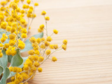 Mimoza ahşap zemin üzerinde closeup