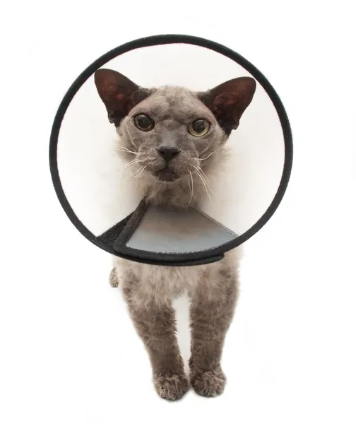 Devon Rex gato em elizabethian colarinho. doença, doença, protecção — Fotografia de Stock