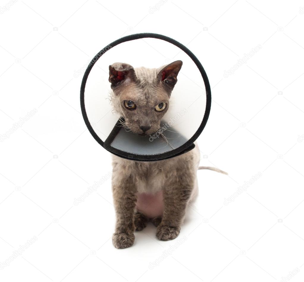 Cat in elizabethan collar looking down — Stock Photo © ukromka 36590519