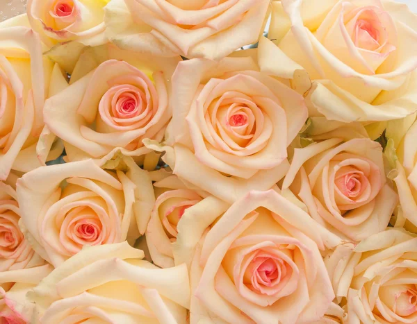 buket pembe Merkezi ile Fildişi gül