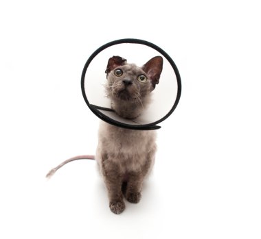 kedi elizabethan yaka ararken