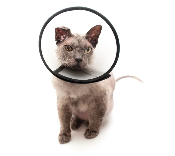 kedi elizabethan yaka beyaz zemin üzerine