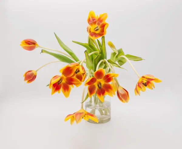 Tulipanes amarillos rojos completamente abiertos en jarrón —  Fotos de Stock