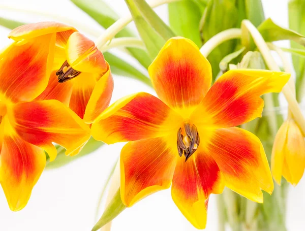 açık kırmızı sarı açık Lale closeup