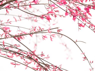 beyaz zemin üzerine pembe Katırtırnağı çiçekler