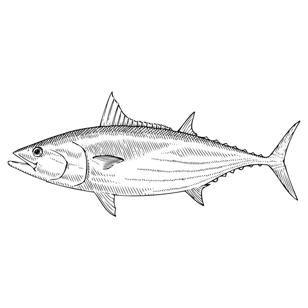 Gestreepte tonijn — Stockvector