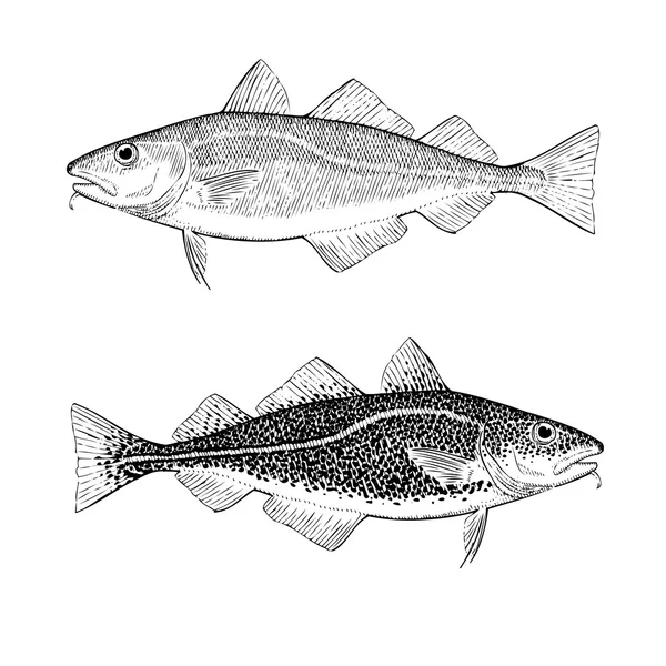 Bacalao del Atlántico — Vector de stock