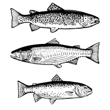 Hand drawn illustration of Atlantic Salmon, Brown Trout and Rainbow Trout clipart