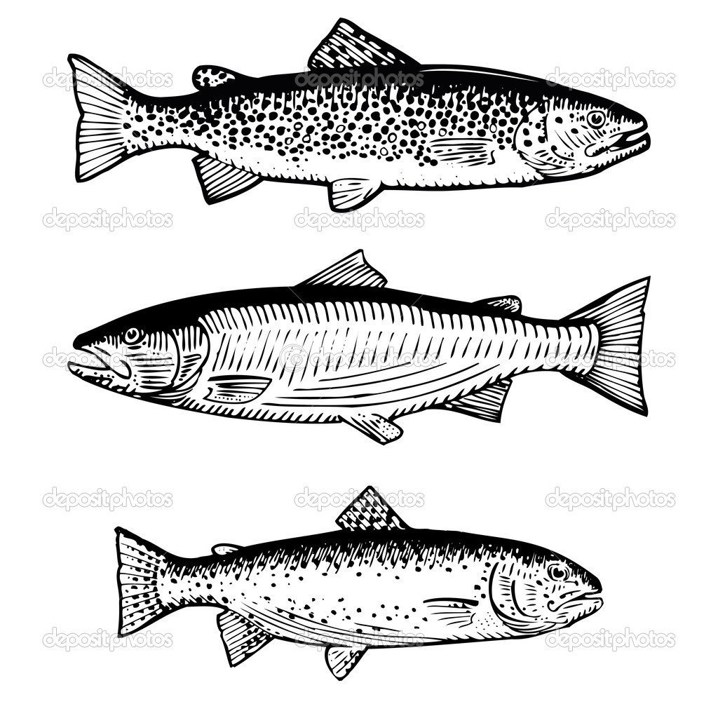 Hand drawn illustration of Atlantic Salmon, Brown Trout and Rainbow Trout