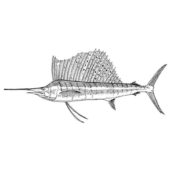 Ilustração do Sailfish — Vetor de Stock