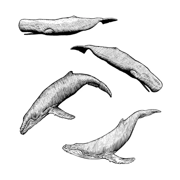 Φάλαινες με φάλαινα και σπέρμα — Διανυσματικό Αρχείο