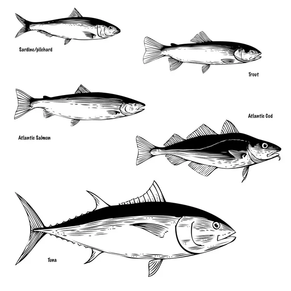 Ilustrações de espécies comerciais de peixes — Vetor de Stock