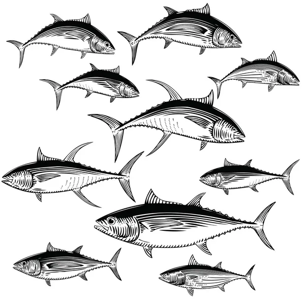 Tonfisk illustrationer — Stock vektor