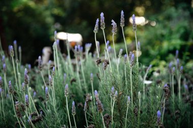 Yeşil tarlada lavanta çiçeklerinin güzel yakın çekimi