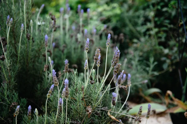 Vacker Närbild Lavander Blommar Grönt Fält — Stockfoto