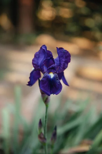 Ciemnofioletowy Kwiat Tęczówki Negatywnej Przestrzeni — Zdjęcie stockowe