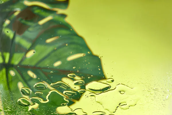 Πράσινο Φύλλο Monstera Κίτρινο Πράσινο Και Teal Φόντο Σταγόνες Νερού — Φωτογραφία Αρχείου