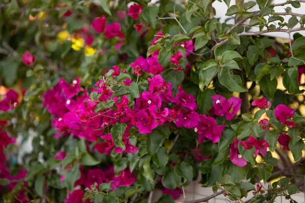 Bougainvillea Close Background Magenta Pink Purple Flowers Green Leaves — Fotografia de Stock