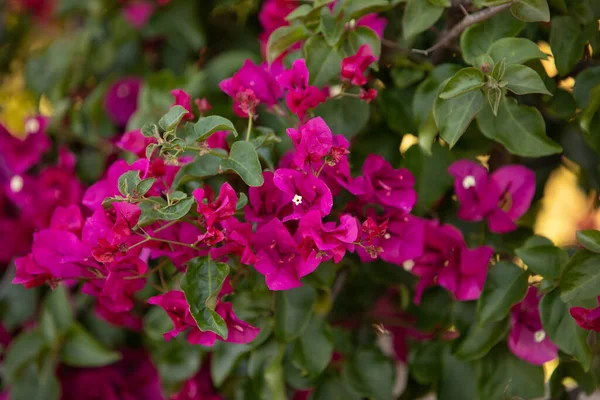 Bougainvillea Close Background Magenta Pink Purple Flowers Green Leaves — Fotografia de Stock