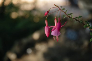 PInk campanula on natural green background with copy space. Bellflower on a plant branch