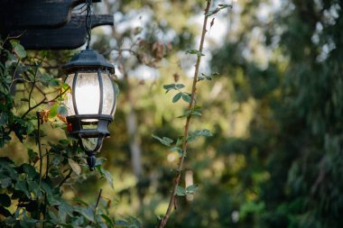 Black vintage outdoor lamp with natural background and copy space. Rose bush leaves close up. Natural green background with sky bokeh