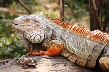 iguana ayakta