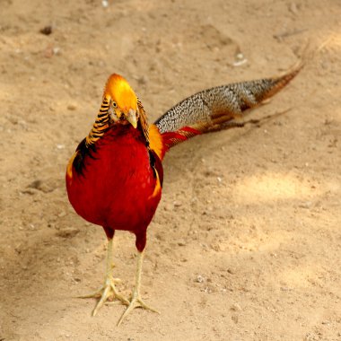 golden pheasant (Chrysolophus pictus) clipart