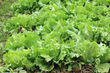 organik sebze çiftlikleri