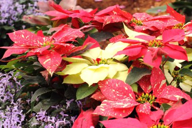 Group of Christmas red and yellow poinsettia clipart