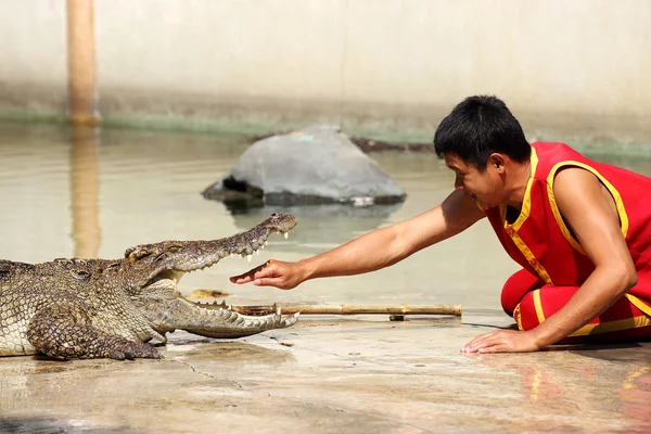The trainer put hand into the jaws of a crocodile — Stock Photo, Image