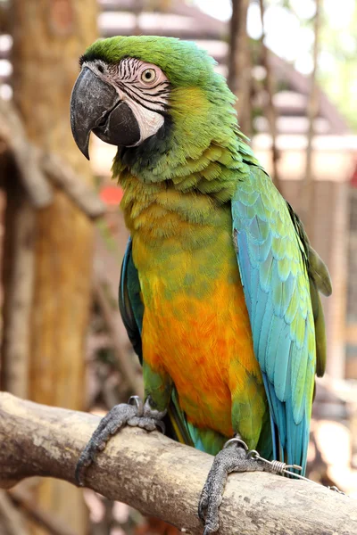 Un guacamayo — Foto de Stock